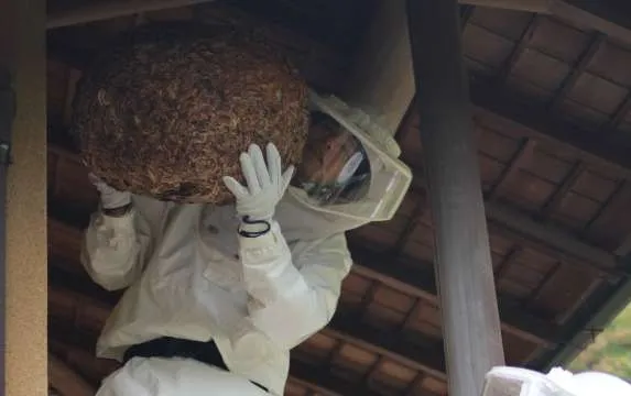 蜂の巣の除去